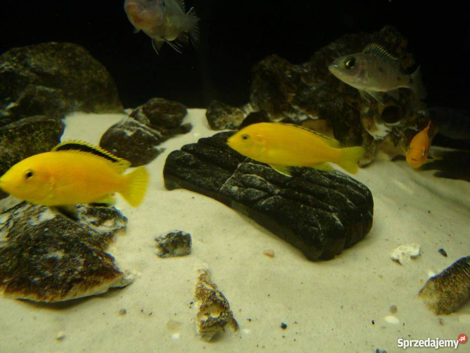 Pyszczaki różne gatunki