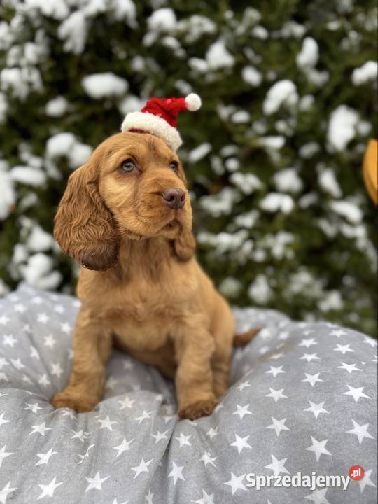 Jedyny taki Śliczny piesek Cocker Spaniel Łódź