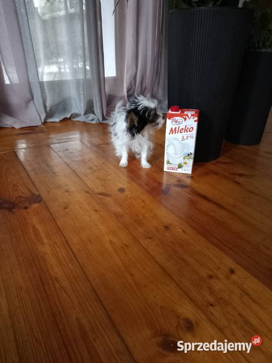 Sprzedam pieska miniaturkę Yorkshire Terrier zachodniopomorskie Tanowo