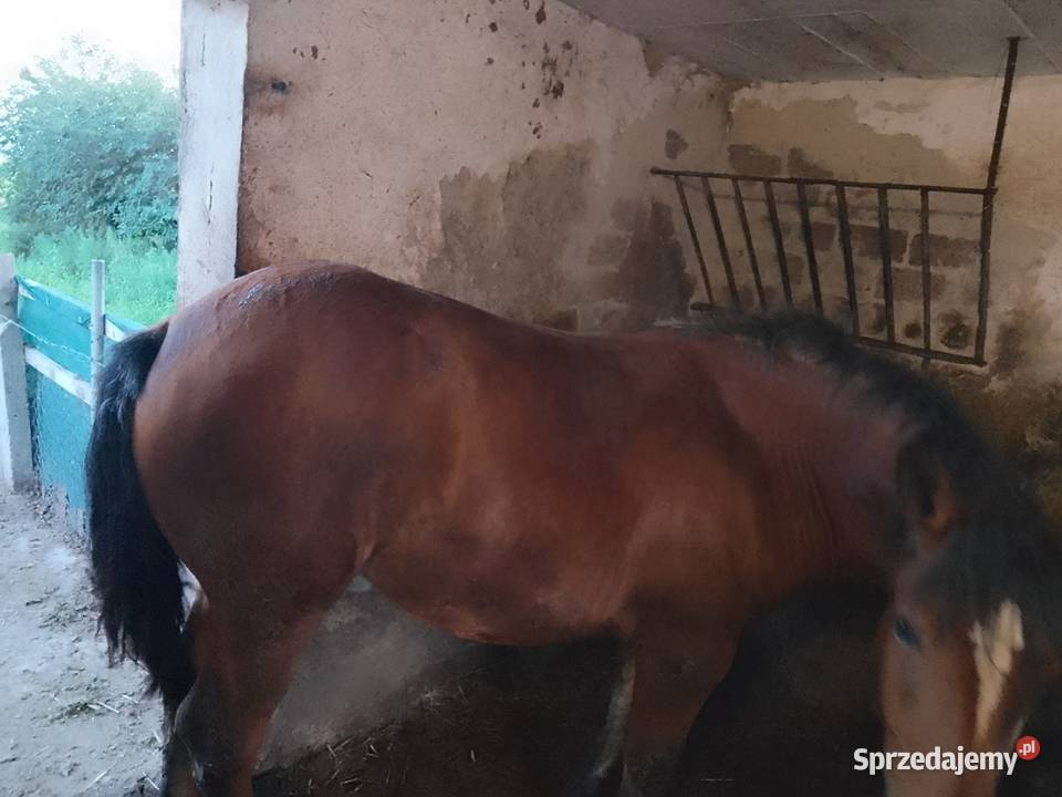 Sprzedam źrebówke mazowieckie Zielona sprzedam