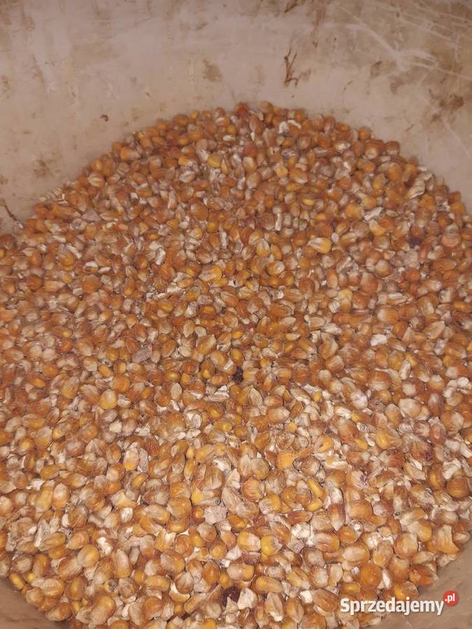 Pszenica Owies Jęczmień Kukurydza Mieszanka Zboża Rolnictwo sprzedam