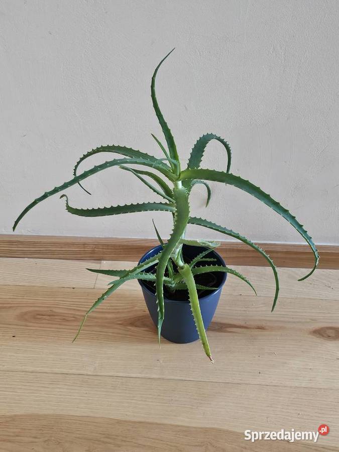 Aloes Roślina doniczkowa roślina domowa Oświęcim
