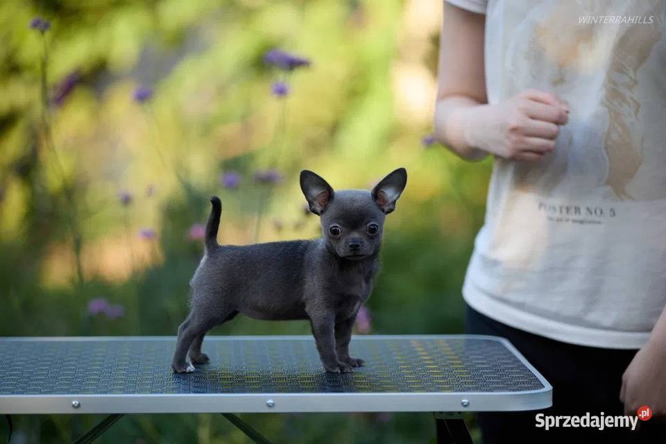 Szczeniak chihuahua Chihuahua Szczecin