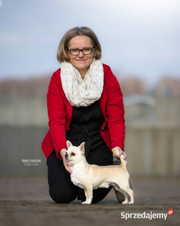 Chihuahua REPRODUKTORY szczenięta FCI Wwy Chihuahua mazowieckie Duży Dół sprzedam