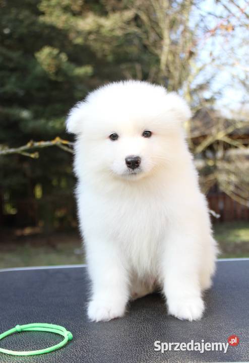 Samoyed piesek szczenię hodowla FCI ZKWP Pozostałe Zielona Góra