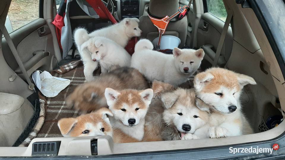 FCI Akita Inu czerwone i białe zoopsychologa Akita Warszawa sprzedam