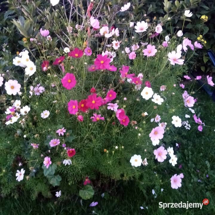 Malwa kosmos bluszczyk krokosmi ślaz 3st Nowy Dwór Wejherowski