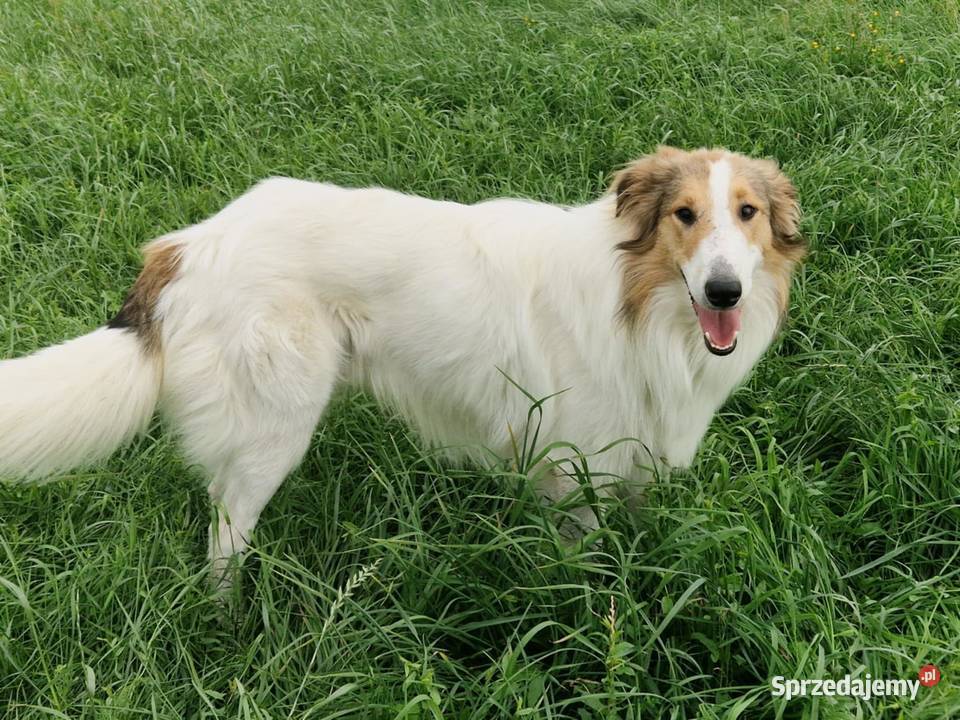 Owczarek szkocki długowłosy Colie Ostrołęka