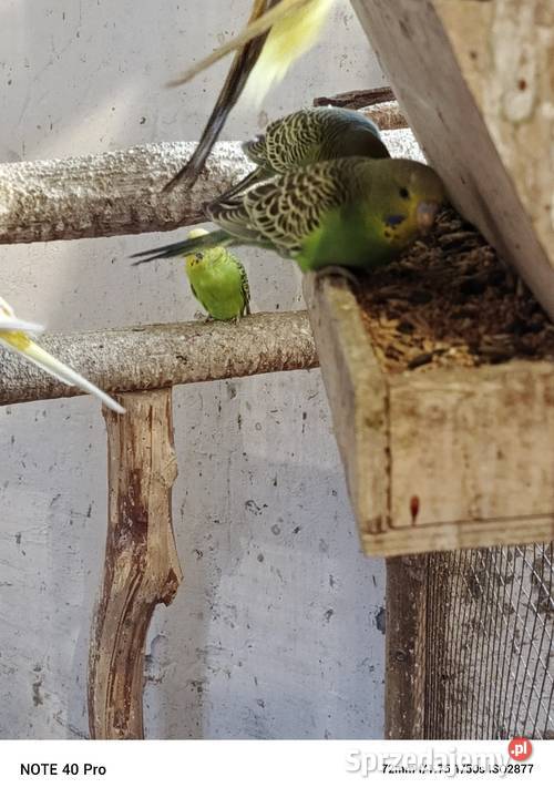 Sprzedam papugi faliste sprzedam