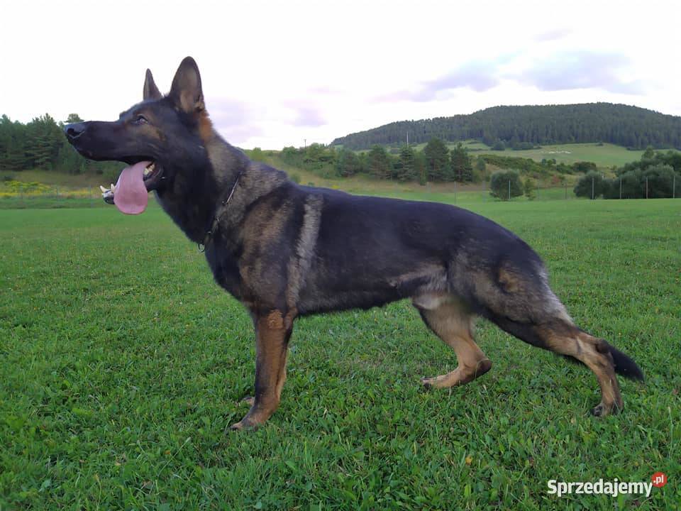 Owczarek niemiecki krótkowłosy suczka czarna Rożki-Kolonia