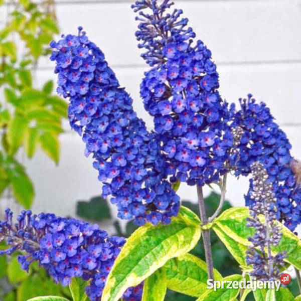 BUDLEJA NIEBIESKA EMPIRE BLUE sadzonki w Ustronie