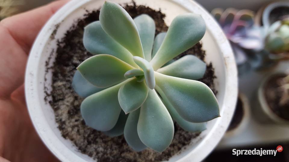 sukulenty Kielce