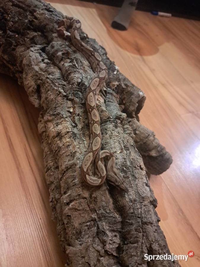 Młode boa constrictory Pewel Wielka