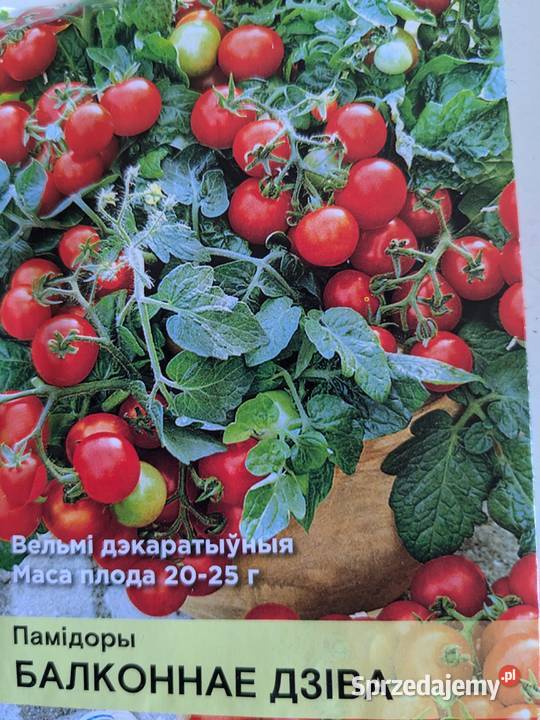 Pomidor dyniapapryczka nasiona Rosyjskie odporne Nasiona, ziarna, pestki Kraków sprzedam