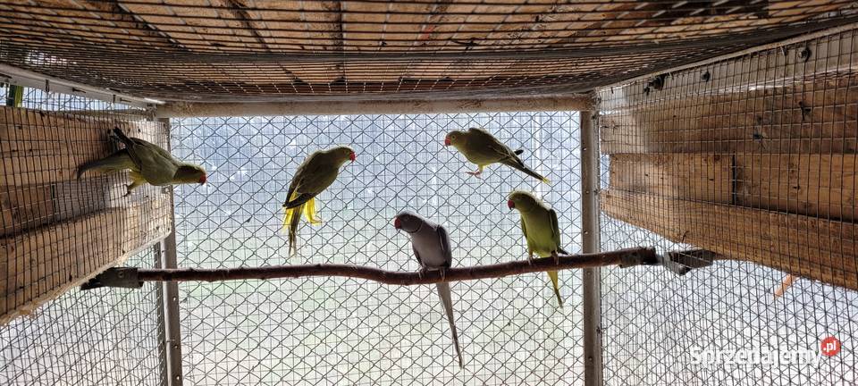 papugi aleksandretty obrożne