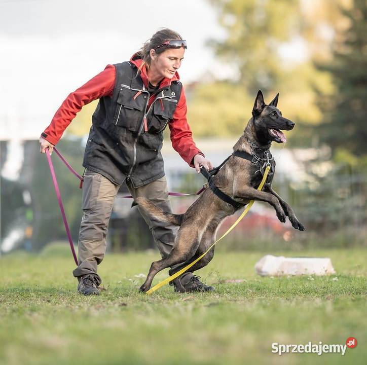 Owczarek Belgijski Malinois FCI/ZKWP