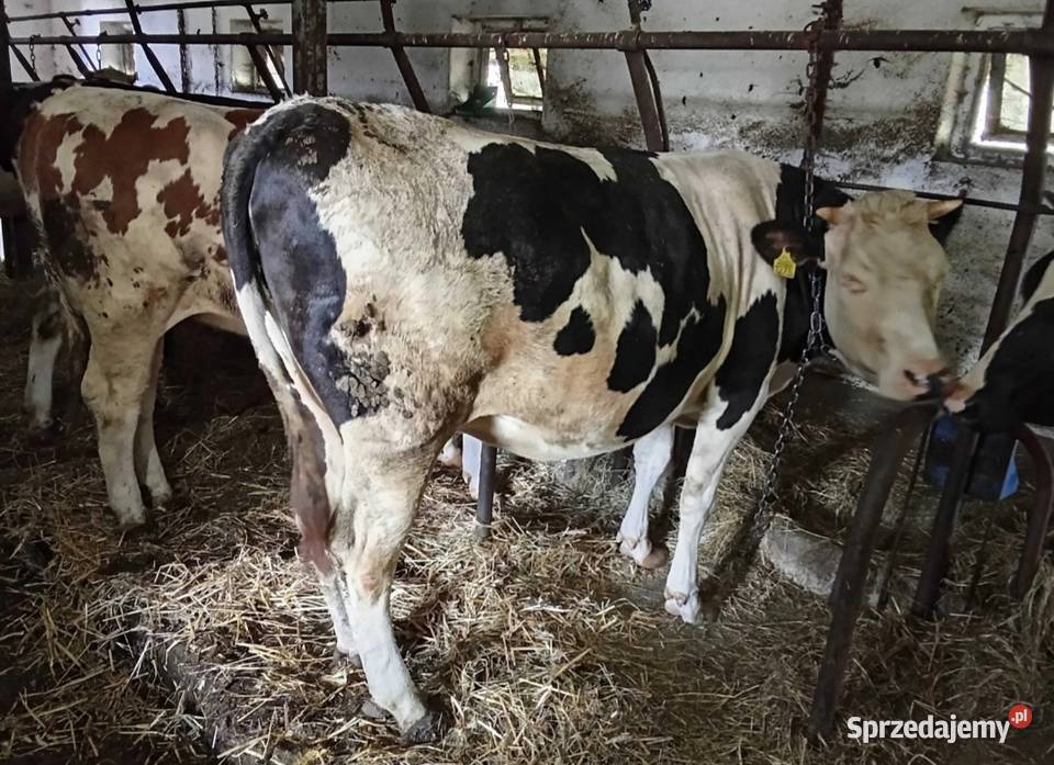 Jałówka wysokocielna Wizna sprzedam