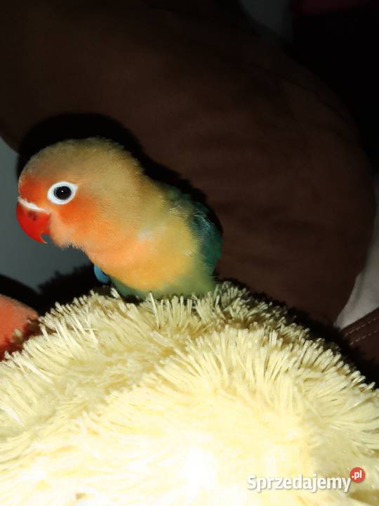 Fisher Nierozłączki Rzeszów