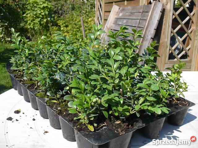 Bukszpan sadzonki 10 15 w paletkach multiplatach Stalowa Wola