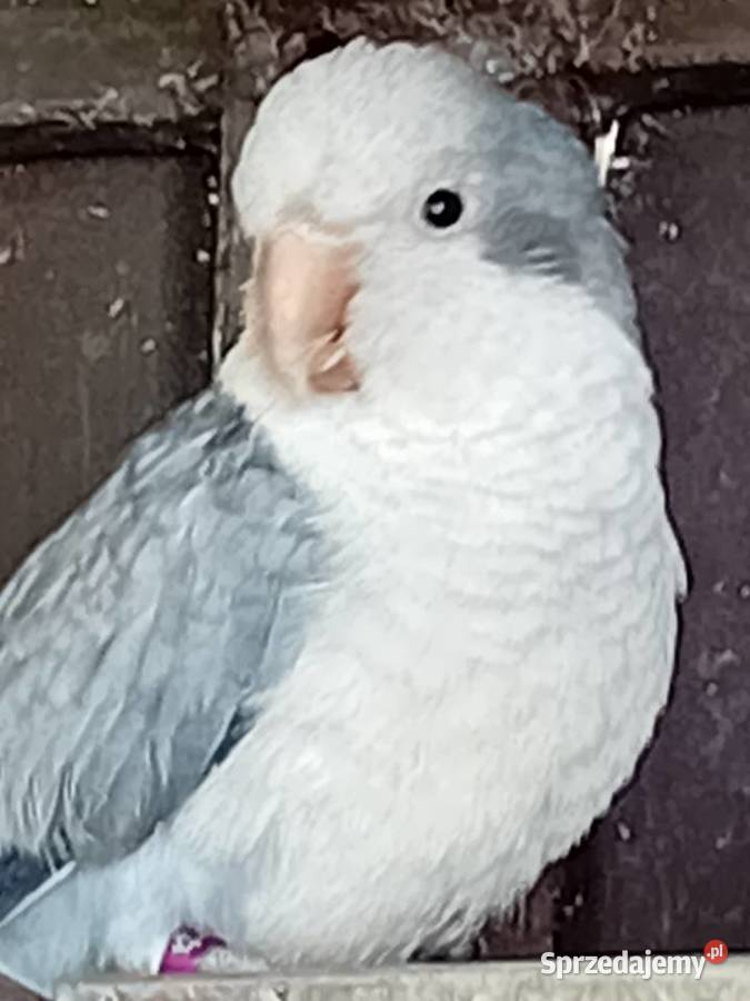 Papugi mńichy Siedlce