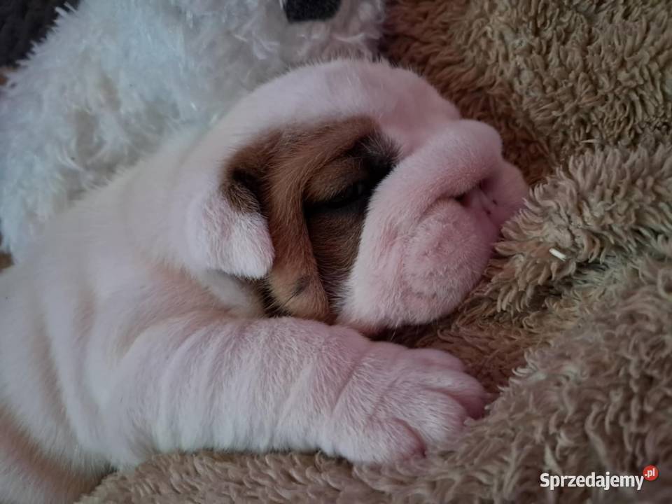 Buldog angielski Kielce sprzedam