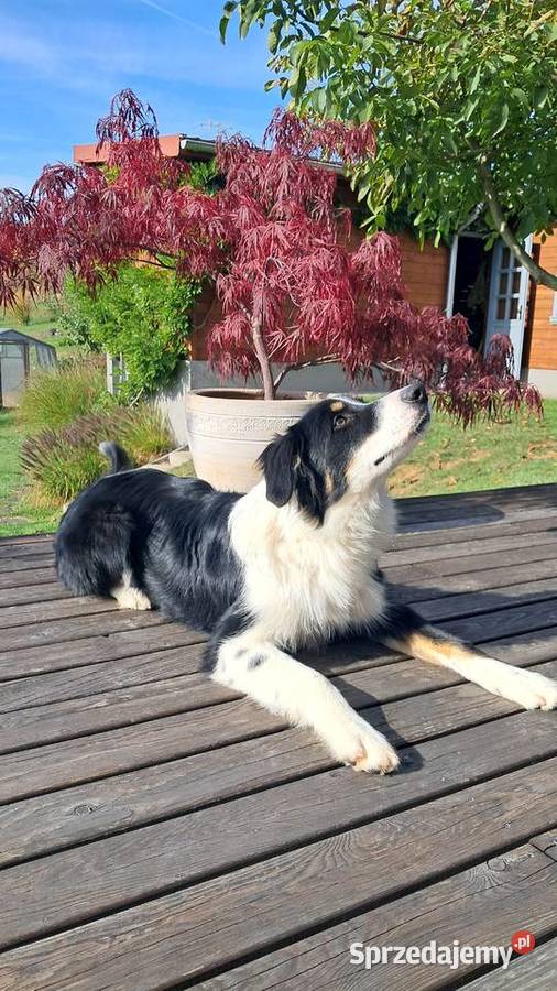 Border Collie piesek BAGI z hodowli NEGRESSE Porąbka Uszewska sprzedam