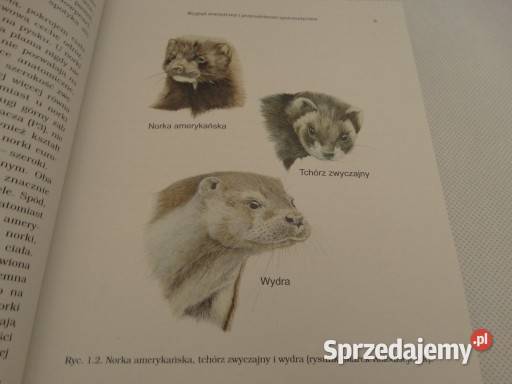 Norka amerykańska Biologia gatunku inwazyjnego Ostrowiec Świętokrzyski