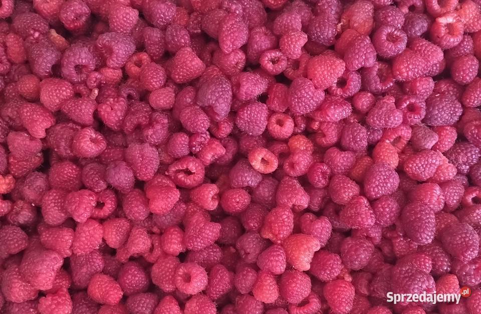 Sadzonki malinPolana Duże soczyste słodkie owoce Roźwienica sprzedam