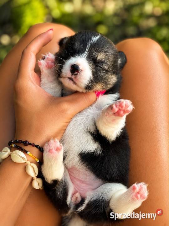 Szczenięta Welsh Corgi Pembroke FCI Bełchatów