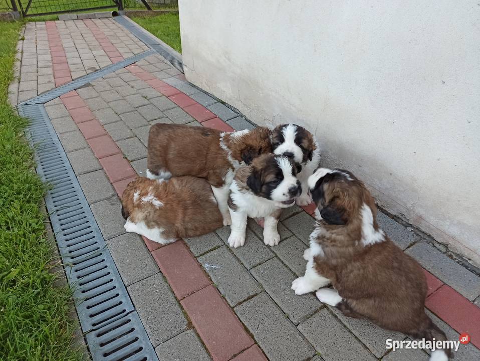 Szczeniaki bernardyn Bernardyn Korzenna