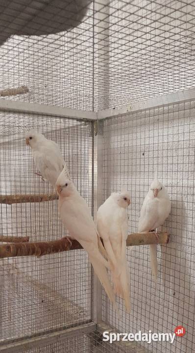 Sprzedam swiergotki nierozłączki nimfy faliste Ostrów Wielkopolski sprzedam