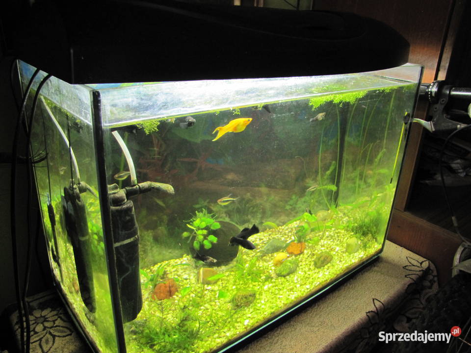 Akwarium 72 l z obsadą Toruń