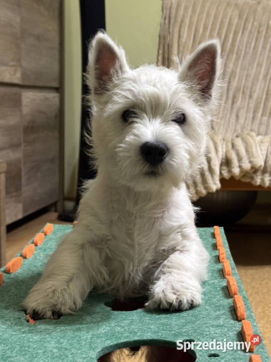 WEST HIGHLAND WHITE TERRIER Ozimek