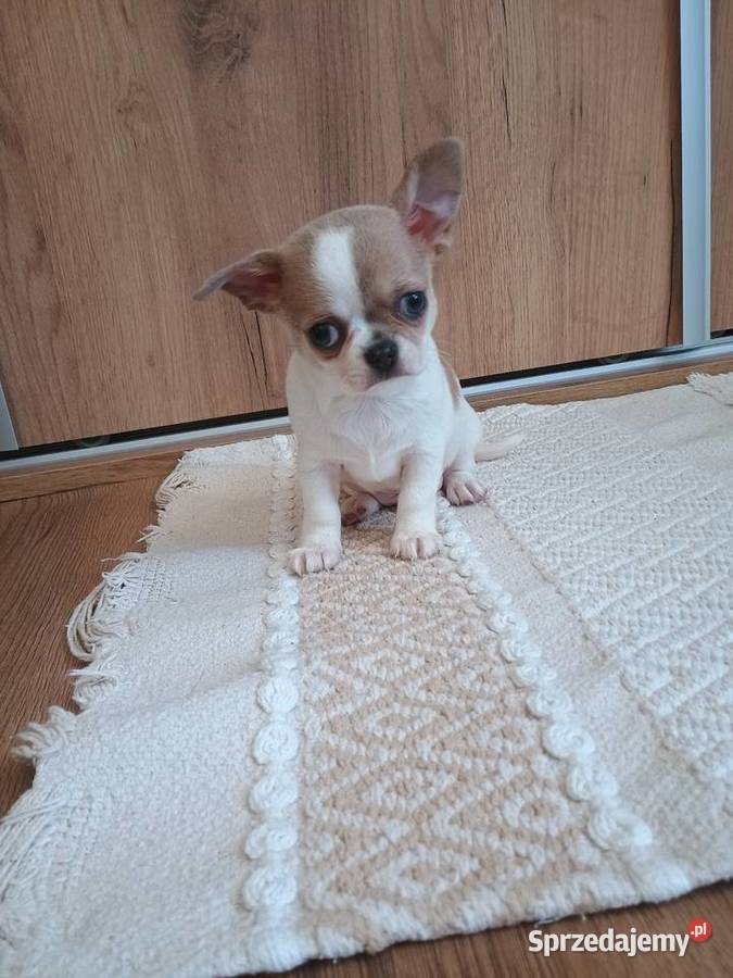 Chihuahua chłopczyk Bursztyn chip rodowód łódzkie sprzedam