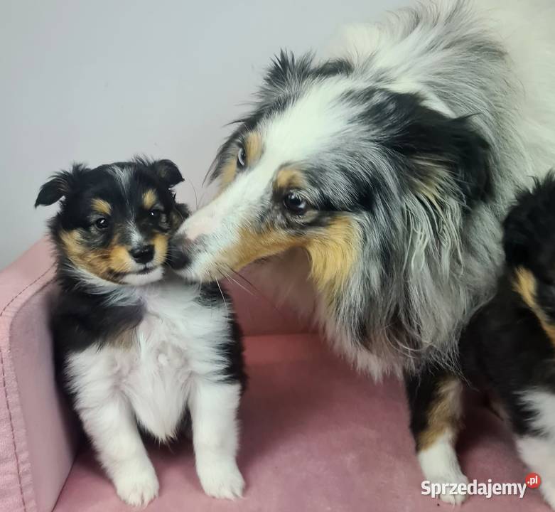 Owczarek szetlandzki