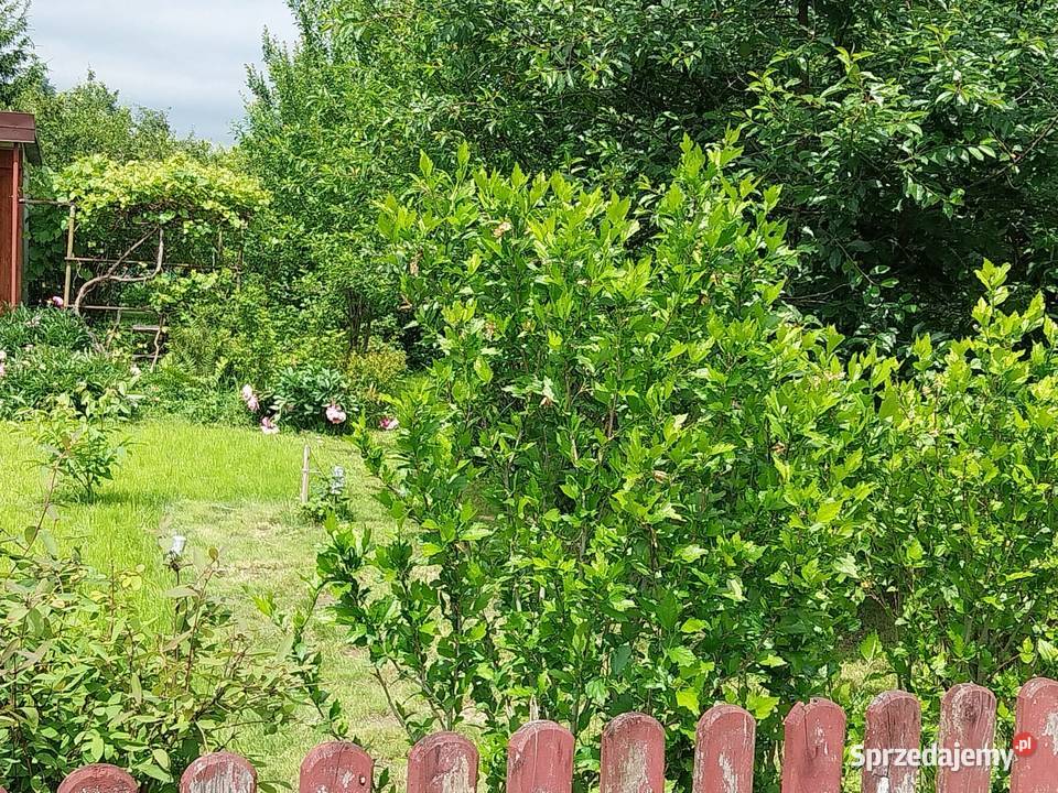 Działaka rekreacyjna ROD na Wieniawskiego 412m2 Rzeszów