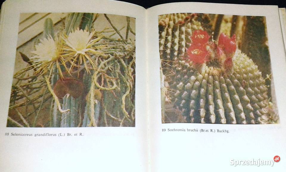 Uprawa kaktusów Stanisław Hinz Mieczysław Chełm