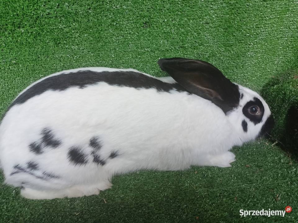 Samica srokacz kujawsko-pomorskie Więcbork