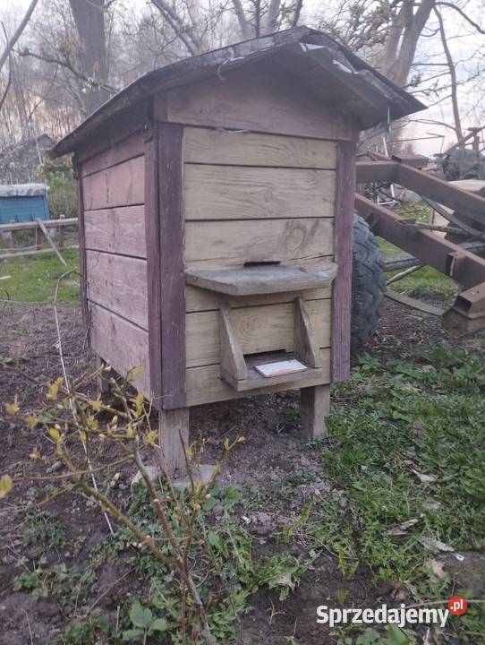 warszawski zwykły z rodziną pszczelą Jastków