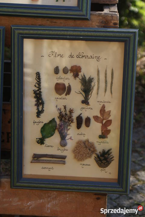 Obraz diorama zielnik herbarium komplet 3 mazowieckie Warszawa