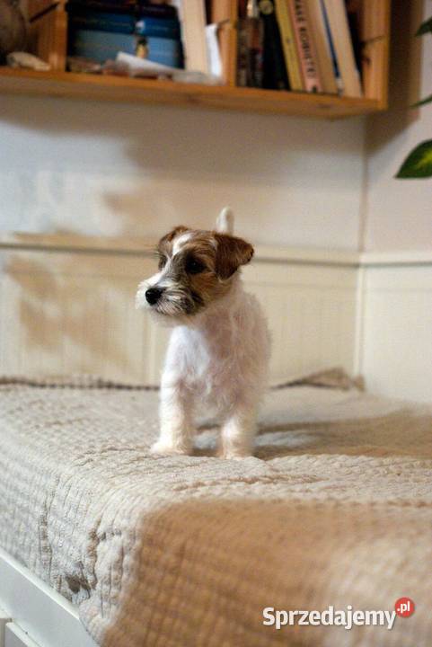 Jack Russell Terrier piesek szorstki Toruń
