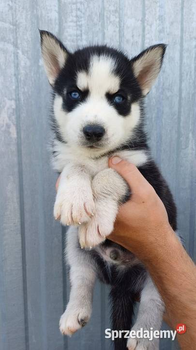 Zapowiedź Rasa Husky Siberian małopolskie Męcina