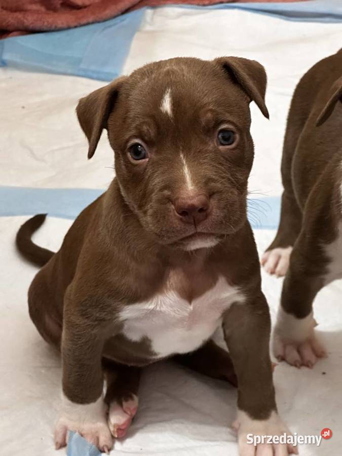 American Bully XL ABKC Poznań