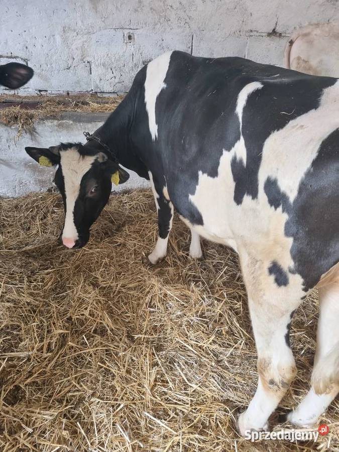 Sprzedam jałówke wysokocielna termin wycielenia