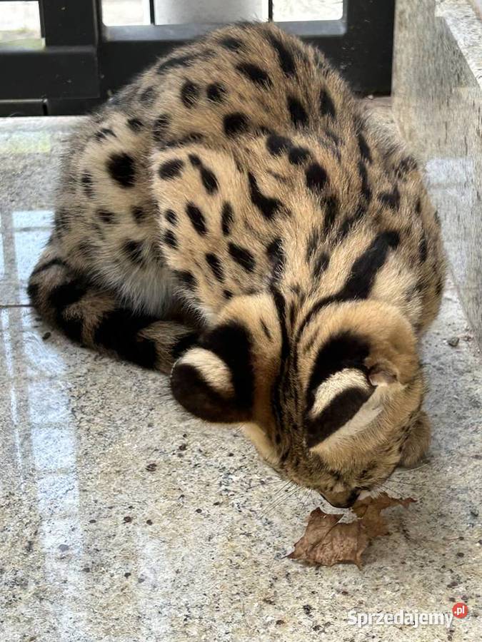 Serval afrykański kocięta legalna hodowla Wisła sprzedam