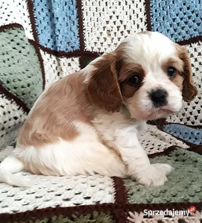 Chłopczyk Cavalier king charles spaniel Cavalier King Charles Spaniel podkarpackie Rzeszów