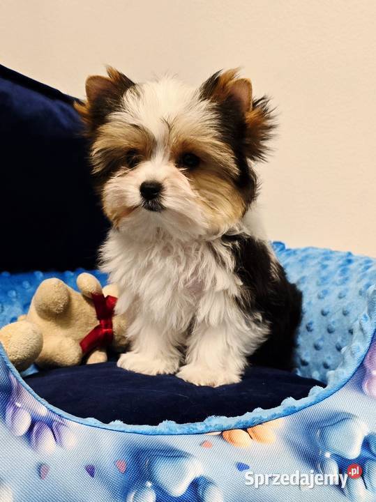 Biewer York piesek laleczka malutki Yorki do Orzesze