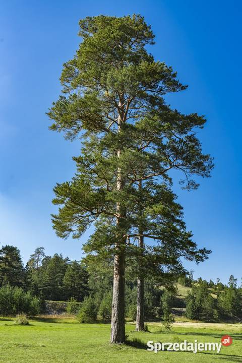 Sosna pospolita Pinus sylvestris obwód 810 z Iglaste Gierłatowo sprzedam