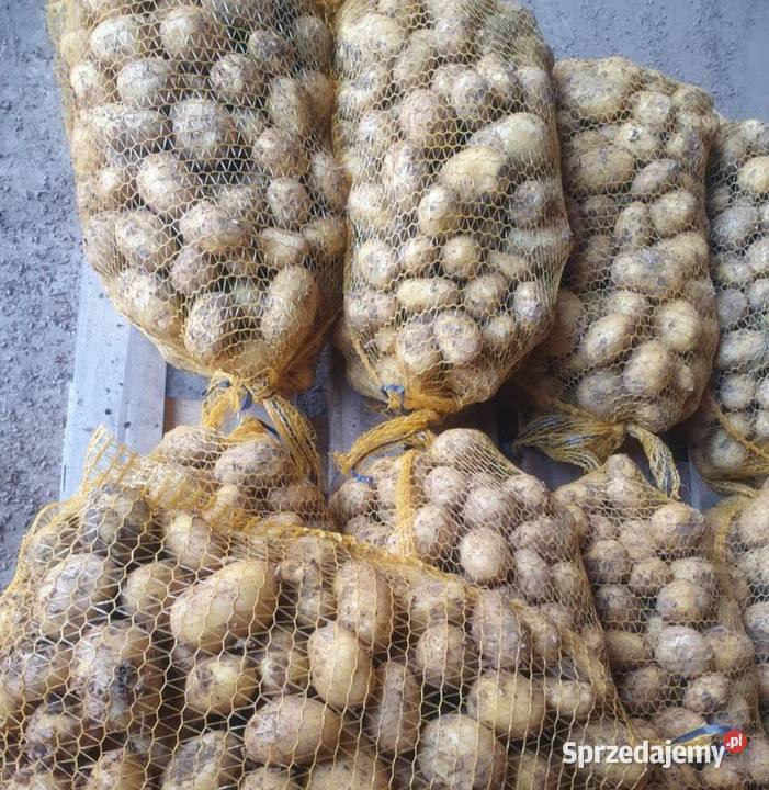 Ziemniaki Jadalne Rośliny okopowe małopolskie
