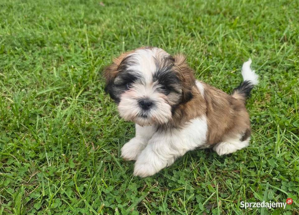 Piękne szczenięta Shih Tzu małopolskie Nowa Jastrząbka sprzedam